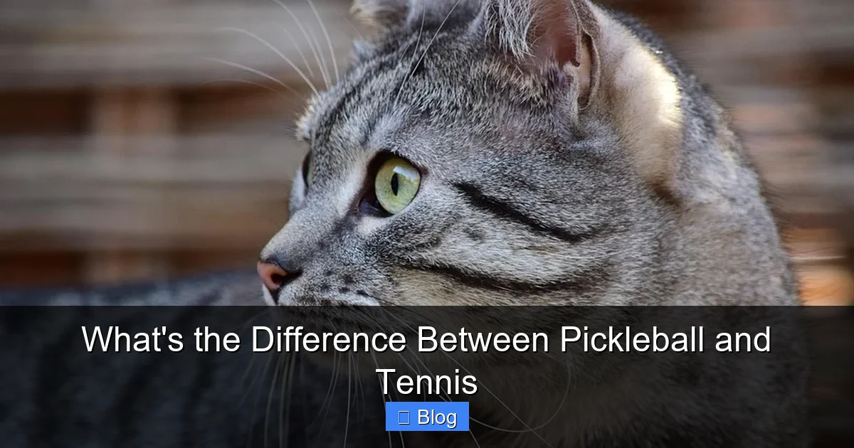 What’s the Difference Between Pickleball and Tennis