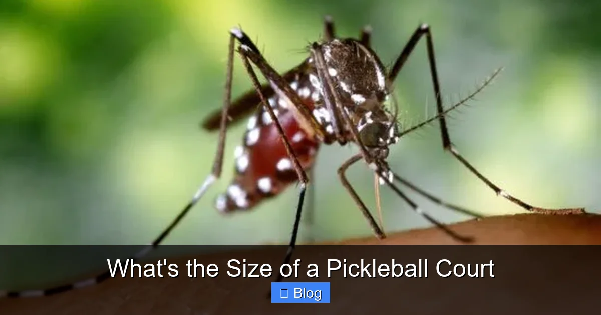 What's the Size of a Pickleball Court